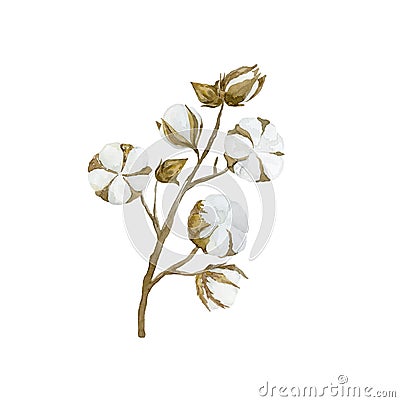 Watercolor Cotton flower branch. Floral bouquet. Stock Photo