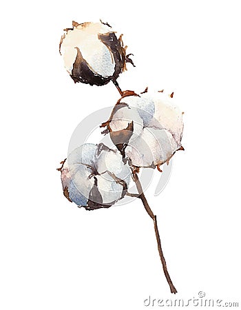 Watercolor Cotton Plant, isolated on white background. Vector Illustration