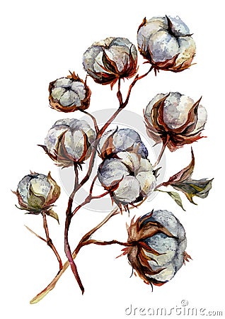 Watercolor Botanial Illustration of Cotton Plant Vector Illustration