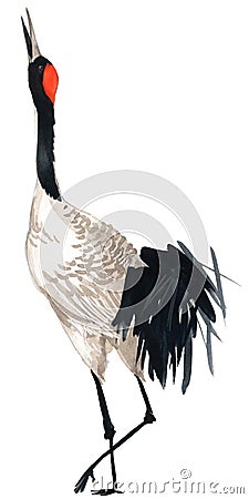 Watercolor crane bird Cartoon Illustration