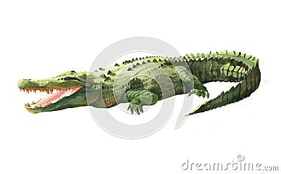 Watercolor crocodile, alligator tropical animal isolated on a white background. Cartoon Illustration