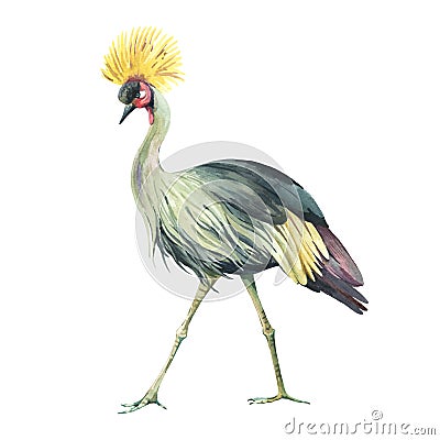 Watercolor Crowned crane. Watercolor bird illustration Cartoon Illustration