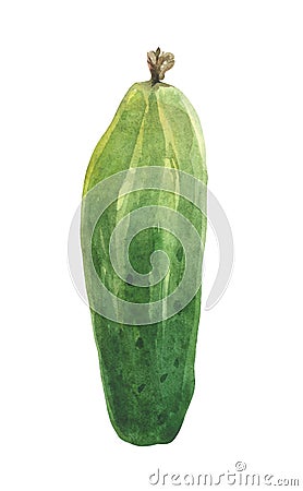 Watercolor cucumber. Composition on a white background, Stock Photo