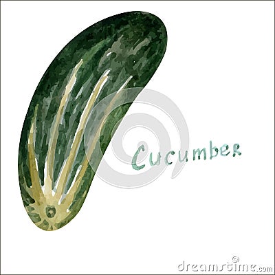 Watercolor cucumber Vector Illustration