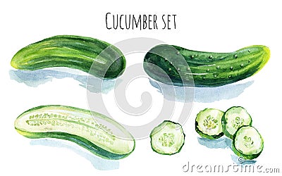 Watercolor cucumber Cartoon Illustration