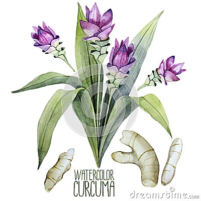 Watercolor curcuma set Vector Illustration