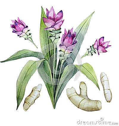 Watercolor curcuma set Stock Photo