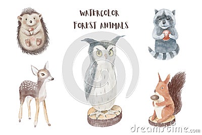 watercolor cute forest animals. watercolor illustrations with reindeer, raccoon, squirrel, owl, hedgehog Cartoon Illustration