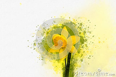 Watercolor daffodils. Hand drawn watercolor spring flowers perfect for design greeting card or print Stock Photo