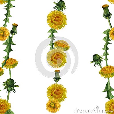 Watercolor dandelions wildflowers seamless texture pattern background. Cartoon Illustration