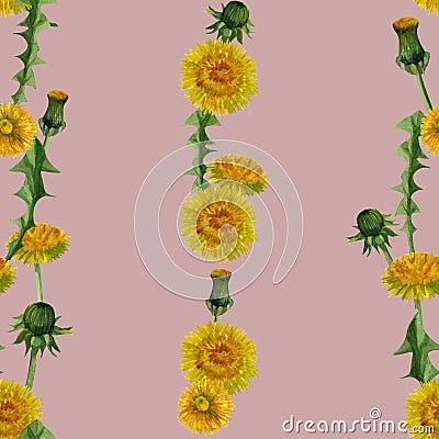 Watercolor dandelions wildflowers seamless texture pattern background. Cartoon Illustration