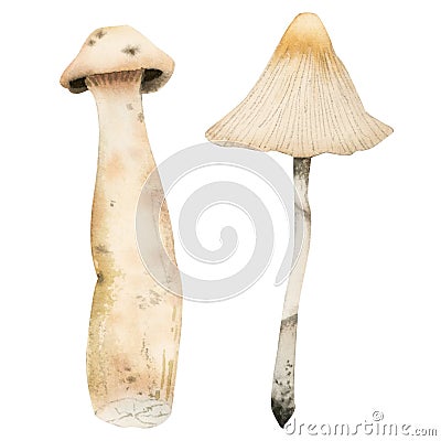 Watercolor death cap poisonous toxic mushrooms illustration. Set of two white mushrooms. Edible Macrolepiota excoriata Cartoon Illustration