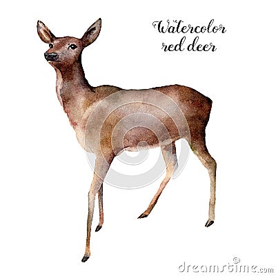 Watercolor deer. Hand painted wild animal illustration isolated on white background. Christmas nature print for design. Cartoon Illustration