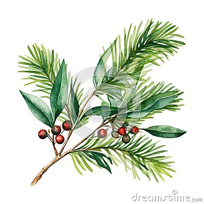 Watercolor depiction of green needle branch with seasonal red berries Stock Photo