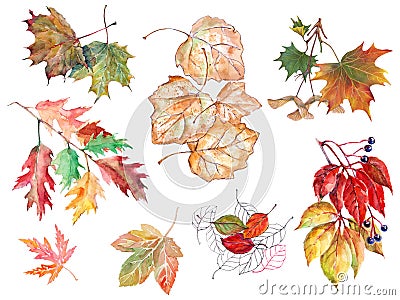 Watercolor different branch leaves on white background. Set illustration. Cartoon Illustration