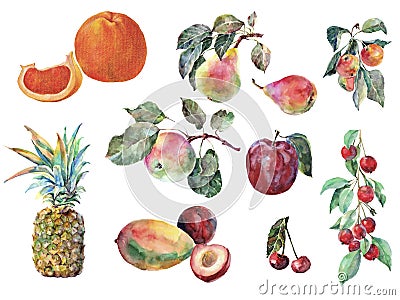 Watercolor different fruit on white background. Set illustration. Cartoon Illustration