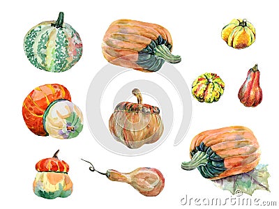 Watercolor different pumpkins on white background. Set illustration. Cartoon Illustration