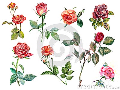 Watercolor different roses on white background. Set illustration. Cartoon Illustration