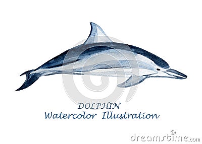 Watercolor dolphin illustration. Vector Illustration