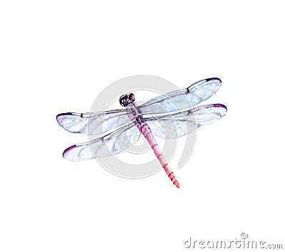 Watercolor dragonfly. Realistic insect painting isolated on white. Detailed wings and purple body. Hand painted summer Cartoon Illustration