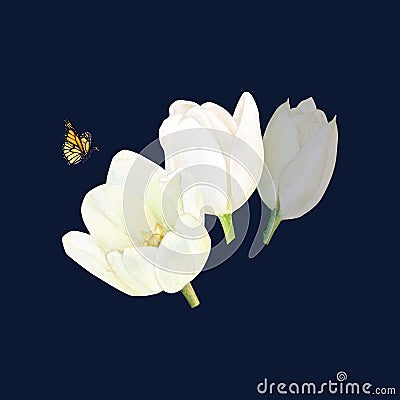 Watercolor drawind of white tulips and a butterfly on black background for logo, postcatd, sticks, background. Stock Photo