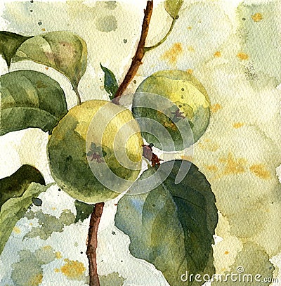 watercolor drawing apples at branche Cartoon Illustration