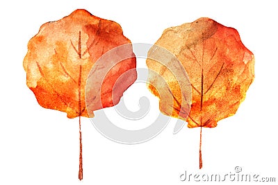 Watercolor drawing of autumn leaves isolated on the white background. Hand painted illustration of aspen leaf Cartoon Illustration