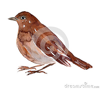 Watercolor drawing bird Cartoon Illustration