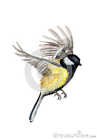 Watercolor drawing of a bird. tit in flight Stock Photo