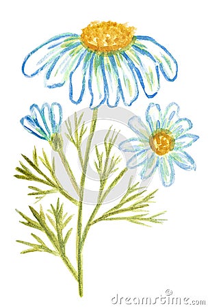 Watercolor drawing of a blooming chamomile stem Stock Photo