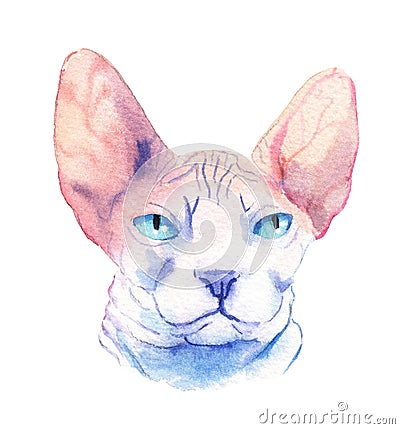 watercolor drawing of a cat drawn by hand - sphinx Stock Photo