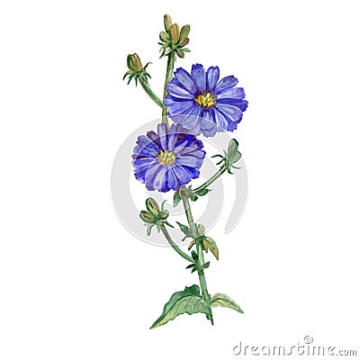 Watercolor drawing of chicory, succory flowers blossom and burgeons on white background. Hand drawn plant Stock Photo