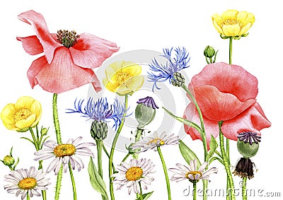 watercolor drawing field flowers and plants Cartoon Illustration