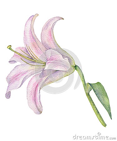 Watercolor drawing flower Cartoon Illustration