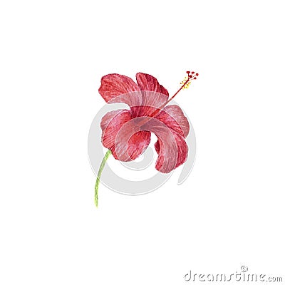 Watercolor drawing flower of red hibiscus Cartoon Illustration