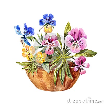 Watercolor drawing of flowerbed. Cute purple, blue, yellow pansies Stock Photo