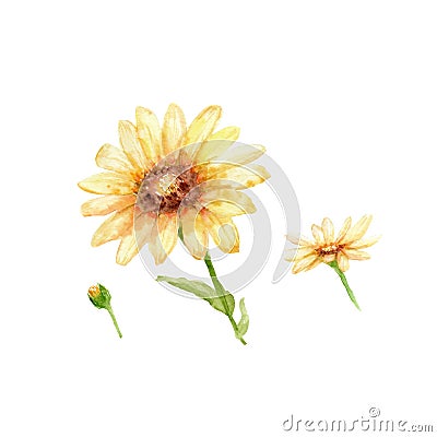 Watercolor drawing of flowers - Desert Sunflower Set Stock Photo