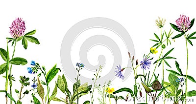 Watercolor drawing flowers and herbs Cartoon Illustration