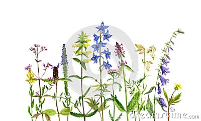 Watercolor drawing flowers and plants Cartoon Illustration