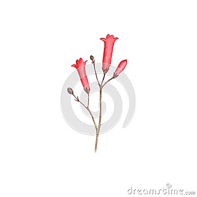 Watercolor drawing flowers of Russelia equisetiformis Cartoon Illustration