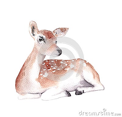Watercolor drawing of forest animal - elk, deer Stock Photo