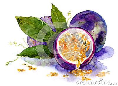 Watercolor drawing of fruit. ripe passion fruit Stock Photo