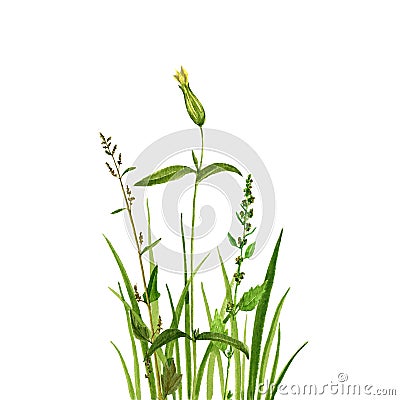 Watercolor drawing green grass and flowers Stock Photo
