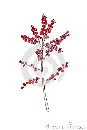 Watercolor drawing of ilex branches. Red winterberry. Christmas plant. Watercolor illustration isolated on white. Cartoon Illustration