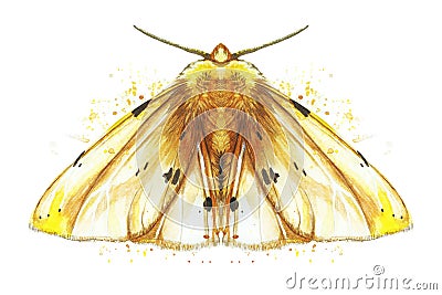 Watercolor drawing of an insect night butterfly, moth, yellow bear, beautiful wings, shaggy, animal, print, decor, design Stock Photo