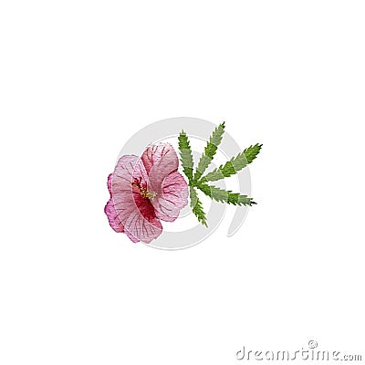 Watercolor drawing kenaf flower Cartoon Illustration