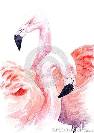 Watercolor drawing of a loving pair of pink flamingos Stock Photo