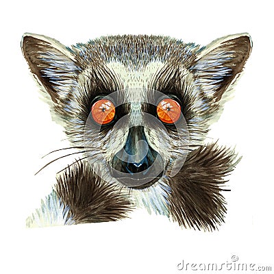 Watercolor drawing of mammal animal of lemur with large orange eyes with hair and tail, portrait of lemur, on white background fo Stock Photo