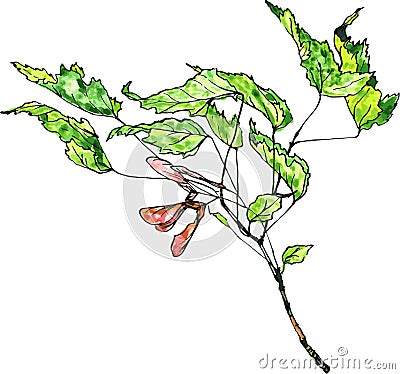 Watercolor drawing maple twig Vector Illustration