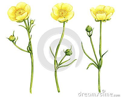 Watercolor drawing meadow buttercup flowers Cartoon Illustration